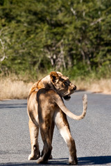 Africa - lion walking
