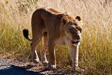 Africa - lioness walking