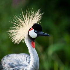Fototapeta premium Close-up of a Grey Crowned Crane