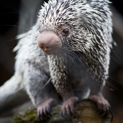 Close-up of a cute Brazilian Porcupine