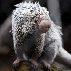 Close-up of a cute Brazilian Porcupine