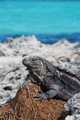 Iguana island