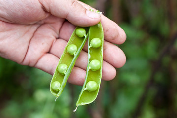 Cracked Pea Pod in hand