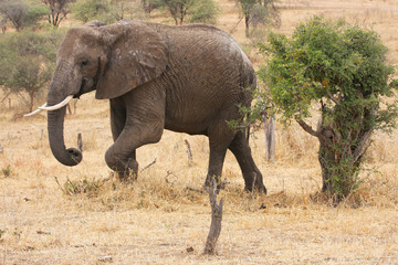 Fototapeta premium Elephant