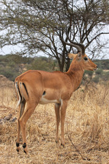 Impala male