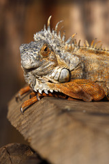 Grüner Leguan (braunes Exemplar)