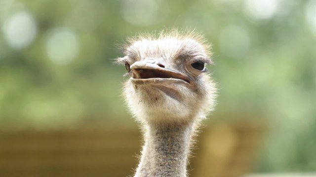 Portrait of Ostrich