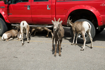 Big horn sheep in car park