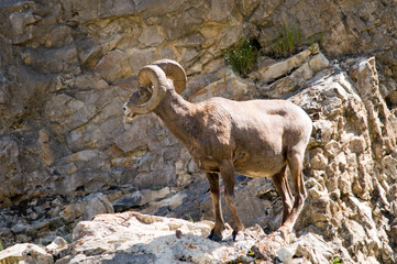 Big horn sheep on mountain rocks