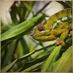 Camaleonte tropicale su texture retro