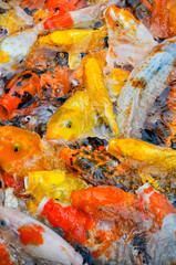 colorful koi carps in a feeding frenzy