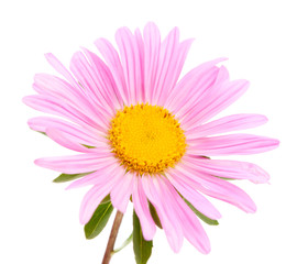 Pink aster