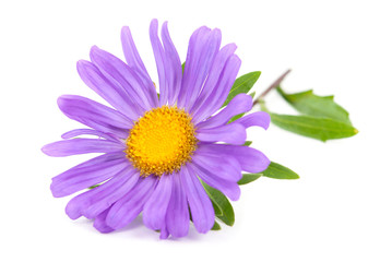 Obraz premium aster
