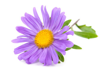 aster