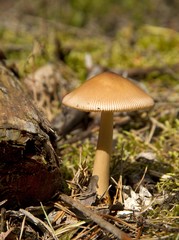 Waldpilz