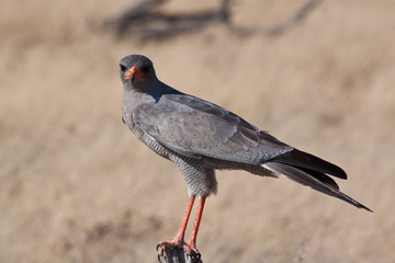 Africa - Goshawk staring