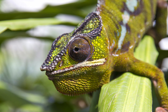 Camaleonte colorato tropicale