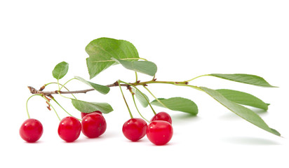 cherry