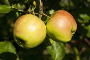 zwei Äpfel am Baum hängend
