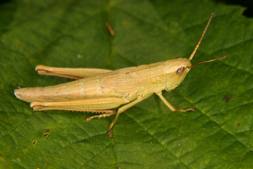 Feldgrashuepfer (Chorthippus)