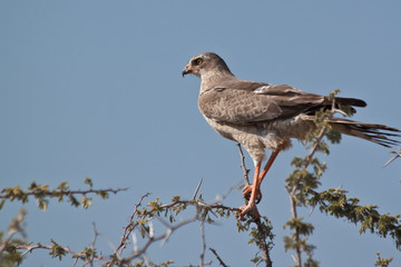 Africa - goshawk