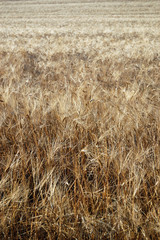 wheat field closeup
