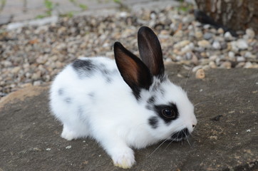 Kaninchen