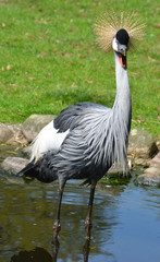 Kronenkranich
