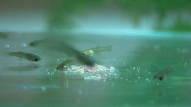guppy zierfisch jungtiere