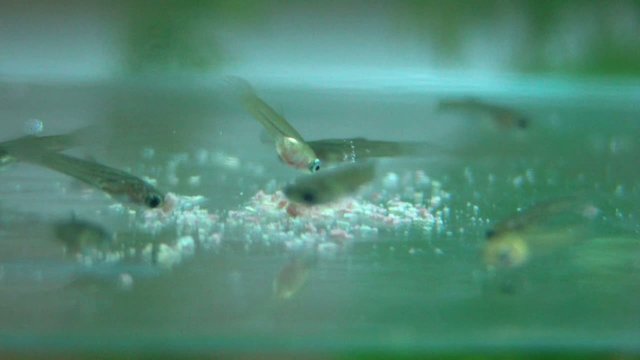 guppy zierfisch jungtiere