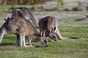Naklejka na ściany i meble Kangury na Narawntapu, Tasmania, Australia