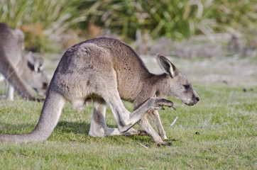 Kangaroo scratching