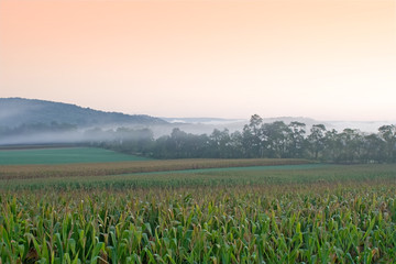 Foggy Sunrise on Pennsylvania Cornfield