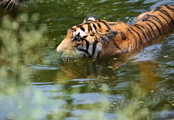 Fototapeta na wymiar Tygrys w wodzie