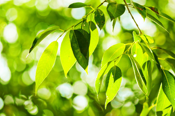 green leaves, shallow focus