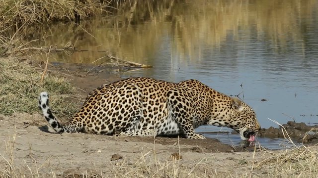 Leopard drinking water at a waterhole, South Africa