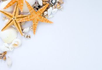 Fototapeta na wymiar seashells and starfish
