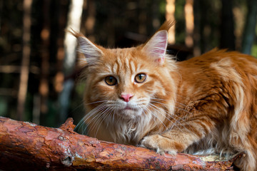 Cat Maine Coon in a tree
