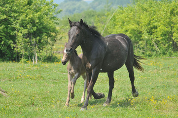 Obraz premium herd of horses in the race