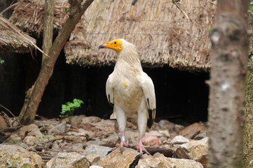 white vulture in the nest