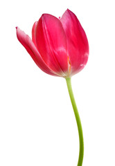 Tulip