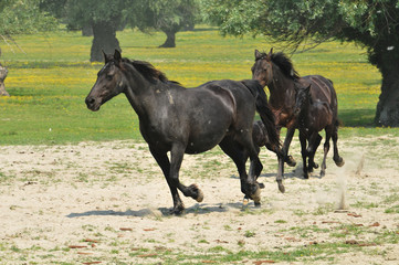 herd of horses in the race
