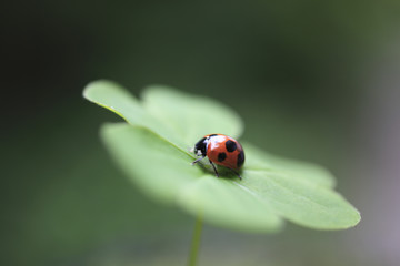 Ladybug