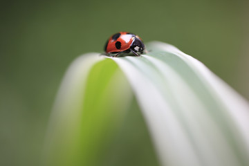 ギボウシの葉とてんとう虫