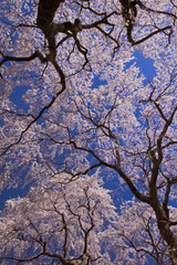 Obraz na płótnie Canvas 枝垂れ桜と青空