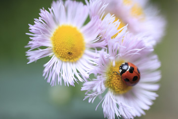 ハルジオンの花にてんとう虫