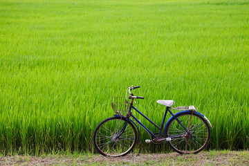 Fototapeta premium old bicycle with paddy field background