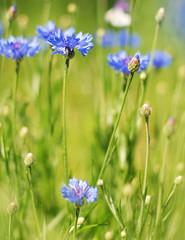 Cornflowers