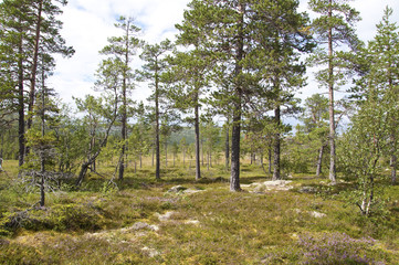 Obraz premium Schweden Dalarna Fulufjäll Nationalpark