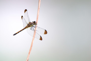 ノシメトンボ © dreamnikon